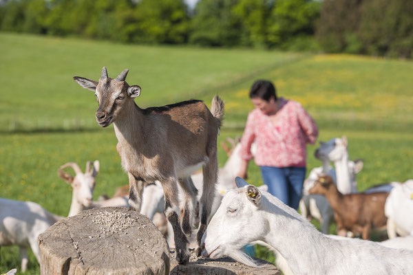 Die-Ziegen-vom-Attls-Bio-Ziegenhof-Familie-Obermaier